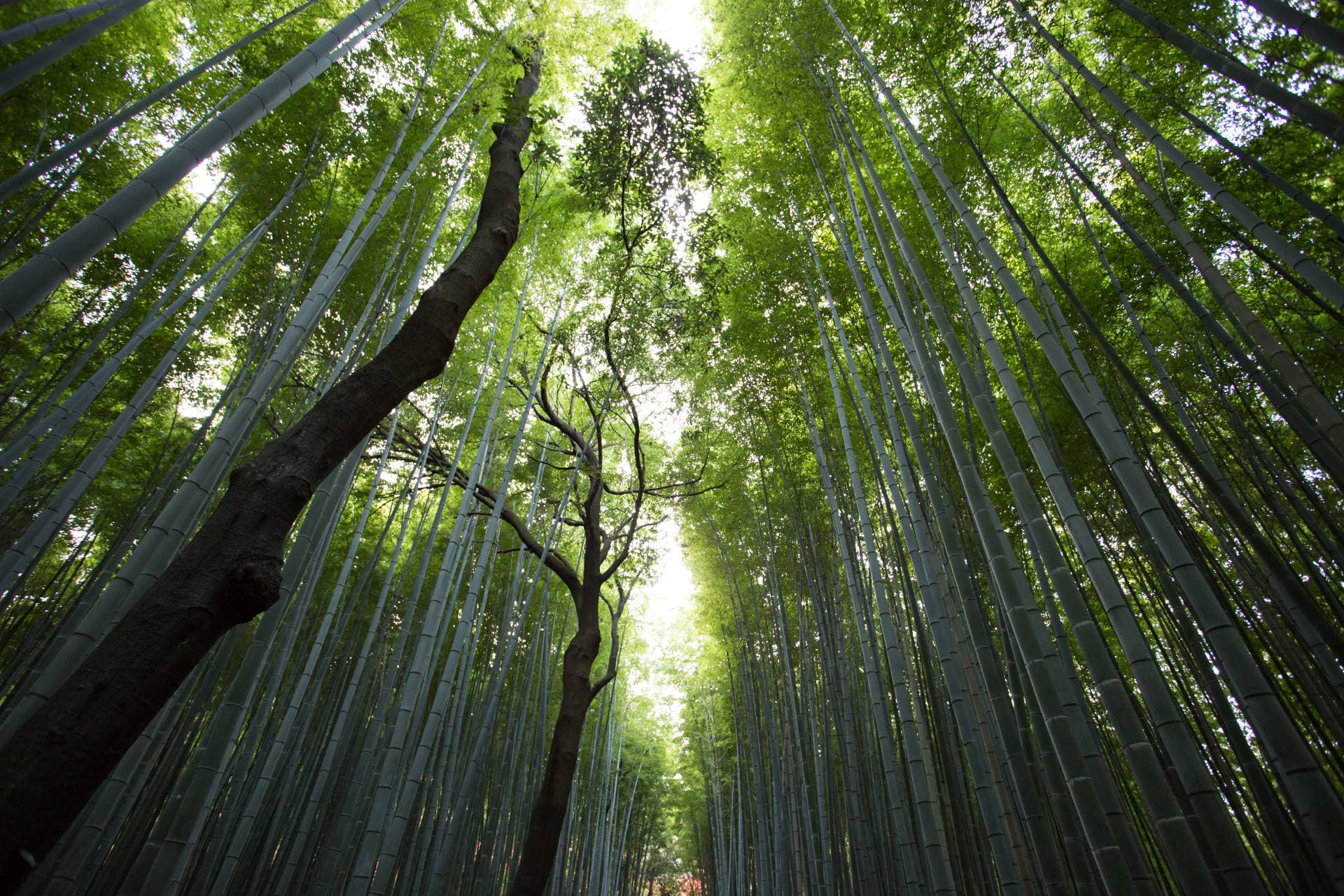 Tall green trees photographed from below